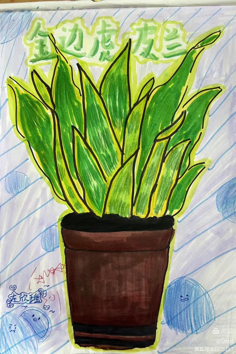 静物写生金边虎皮兰